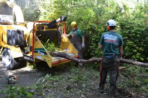 tree services Lakemoor